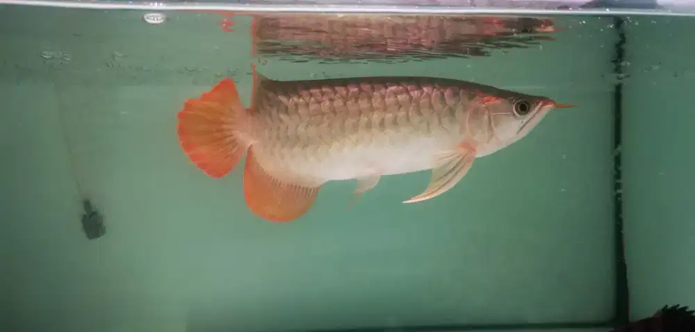 Arowana sr 34-36cm