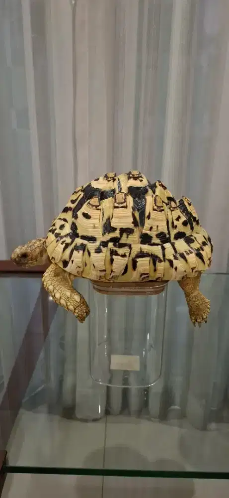 Kura kura darat pardalis snow dan sulcata
