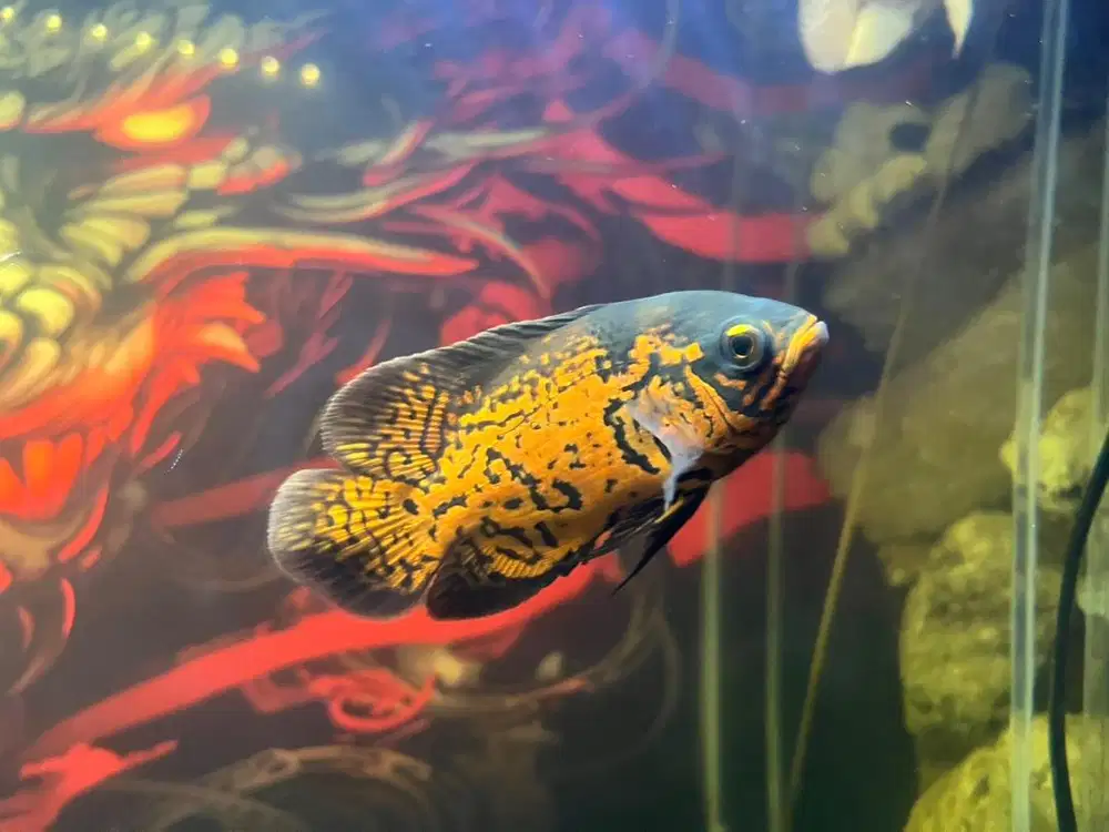 Ikan oscar leopart tiger chili albino tembaga