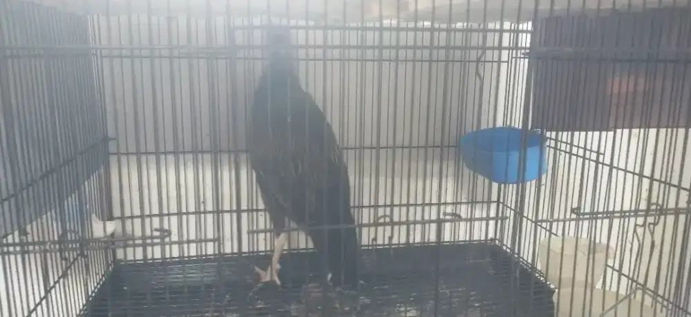 Ayam hutan hijau JANTAN