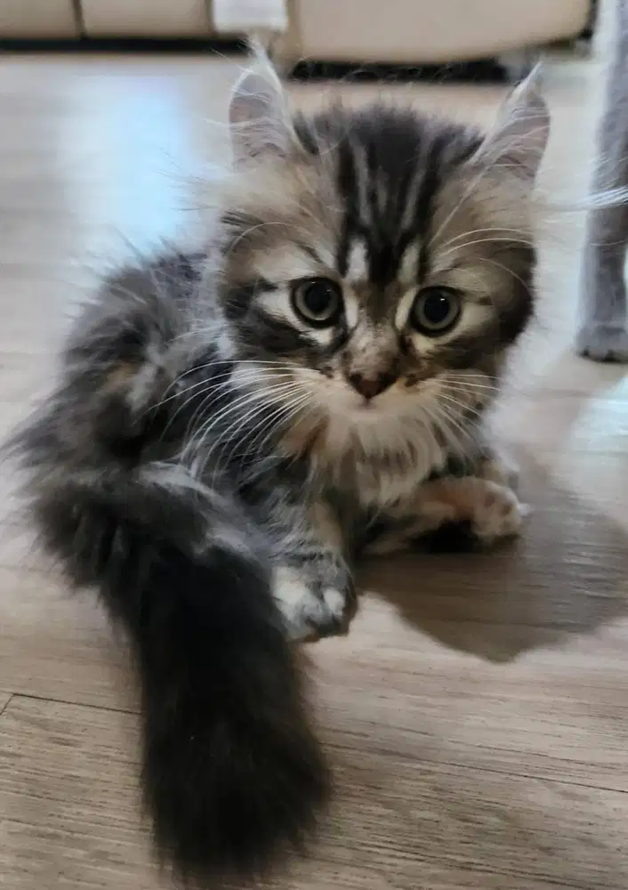 Kitten Kinkalow Longhair (MunchkinxAmerican Curl) – Super Cute & Rare