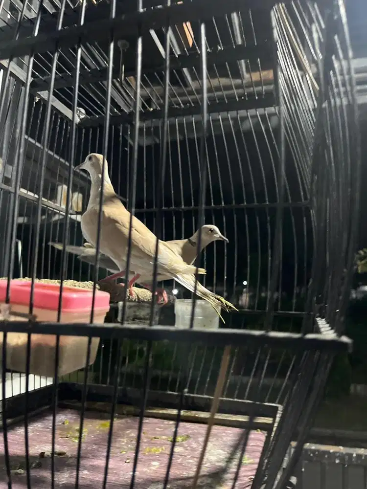 Puter pelung jantan betina