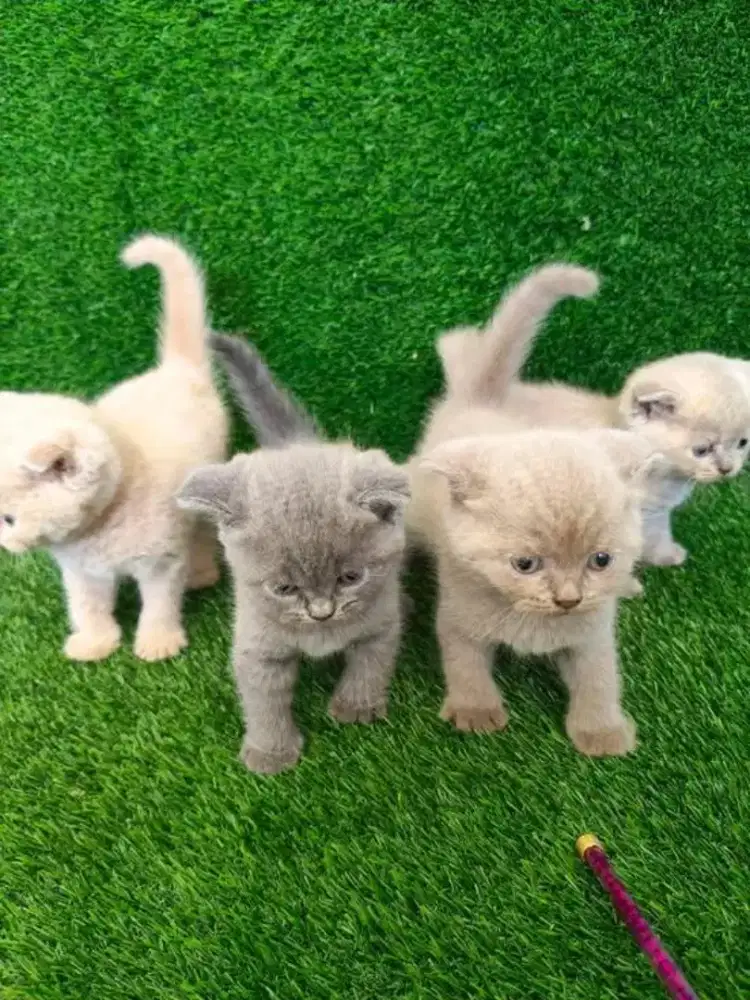 British shot hair & Scottish Fold