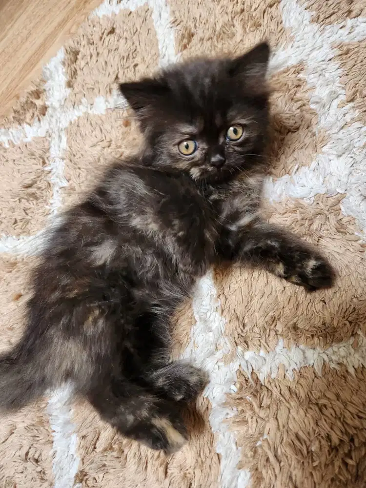 Kitten persia Mix Longhair