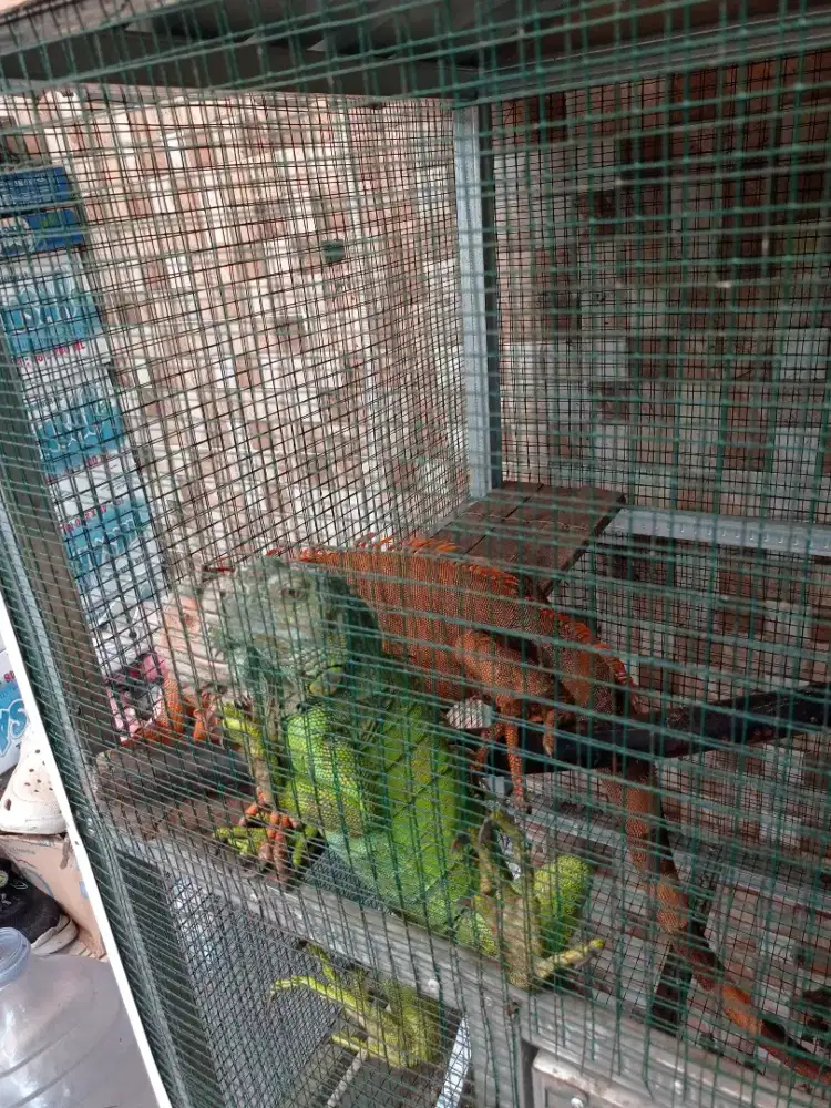 Iguana 2 ekong 1.1 juta lokasi banjarmasin