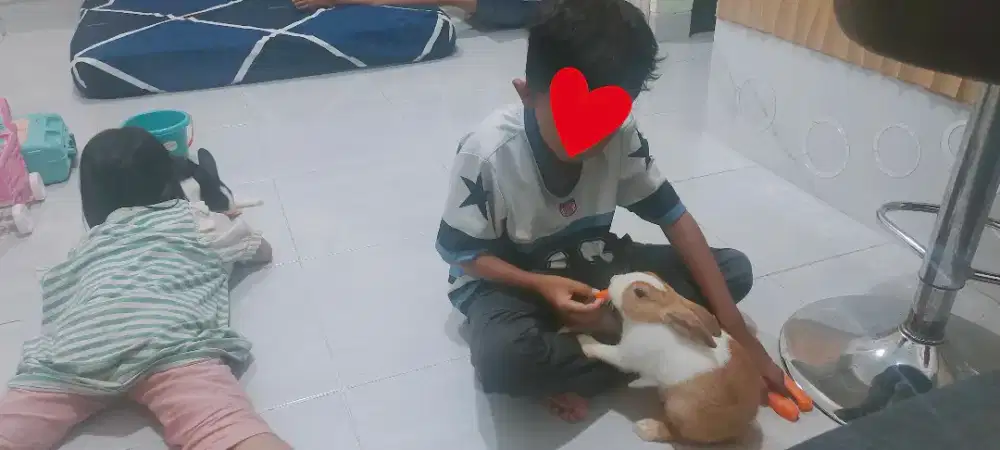 Sepasang kelinci Dutch (Belanda) Ramah Anak
