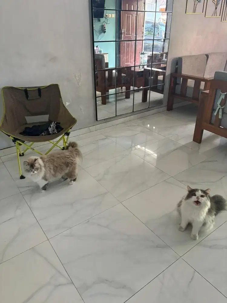 Kucing himalaya midol