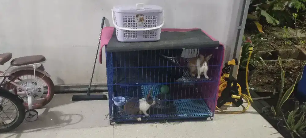 Kandang Kucing, Kelinci, dll Kondisi Baru