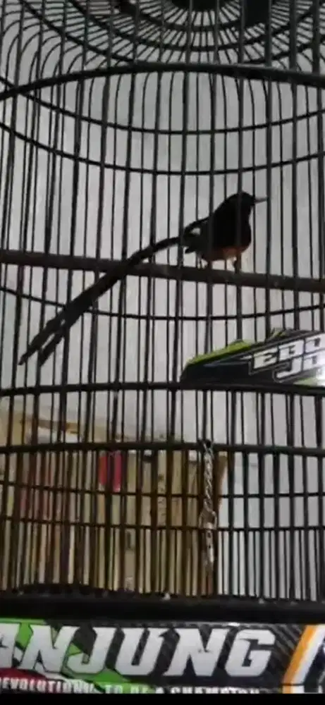 Murai medan ekor 32cm rajin