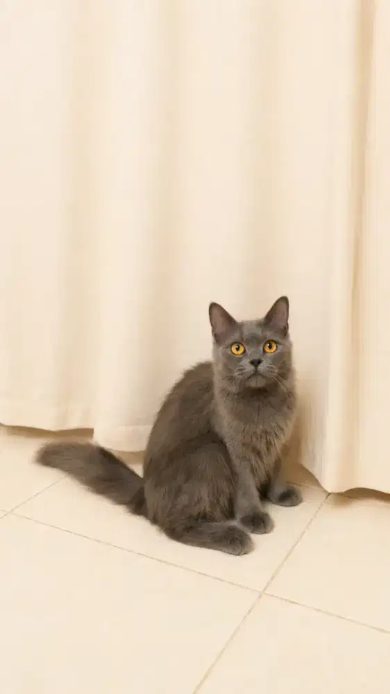 Kucing Persia Abu abu (bluesolid)