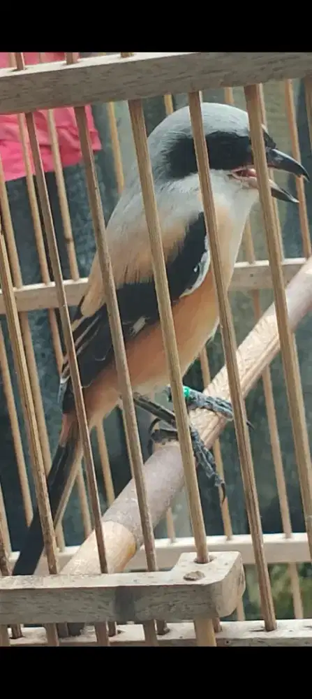 Burung pentet prospek