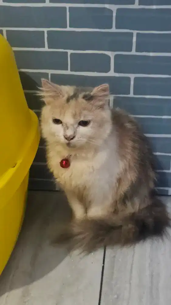 open adopt persia calico betina