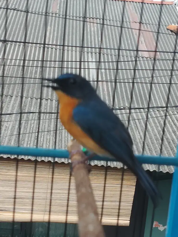 Burung tledekan gunung prospek