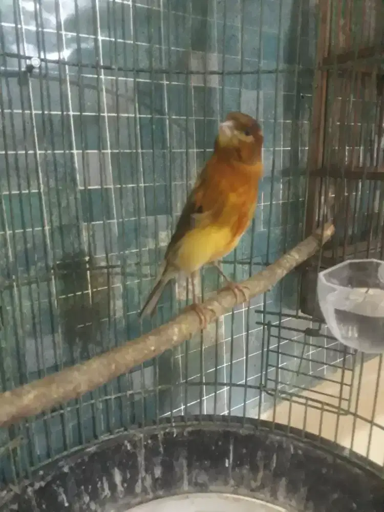 Kenari AF ori Malang gacoran