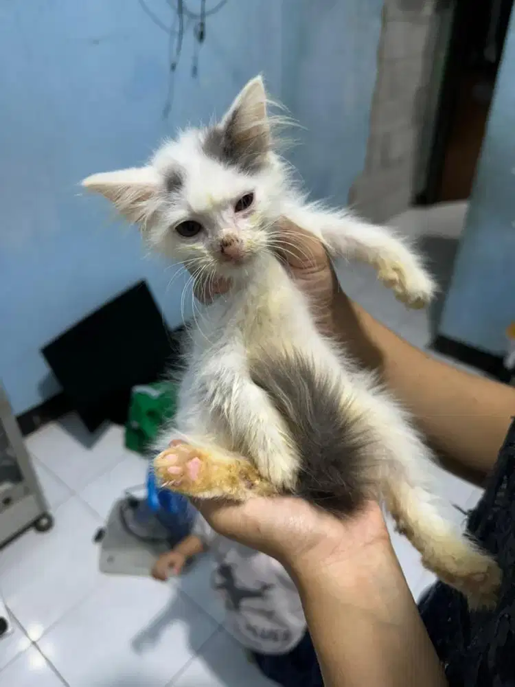 Kitten persia lucu usia 2bulan