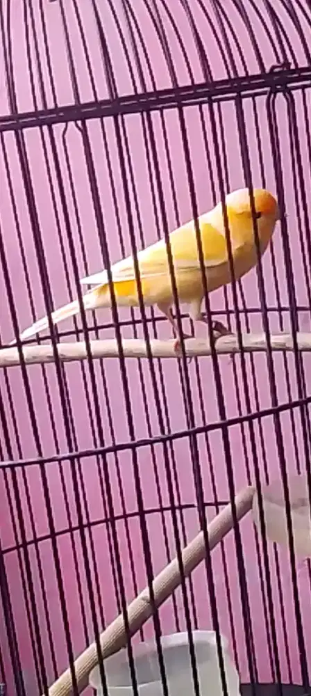 Kenari AF ring prospek siap poles