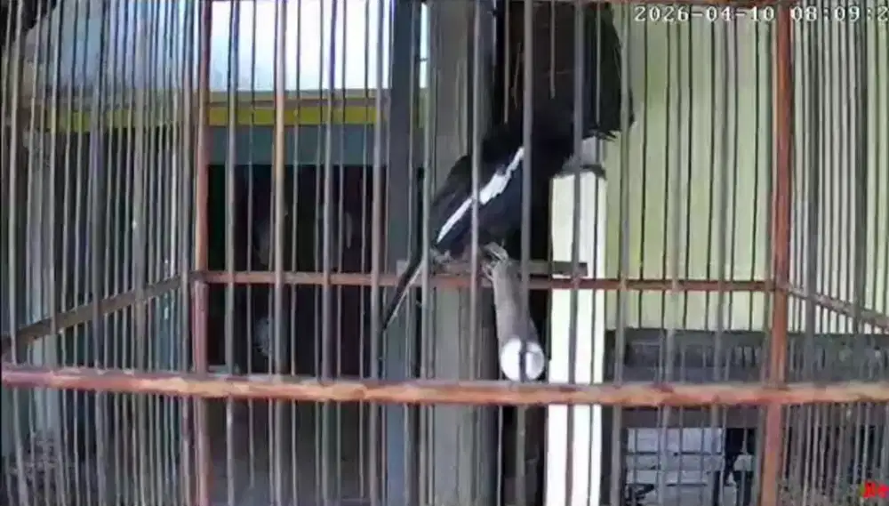 Burung kacer dada hitam