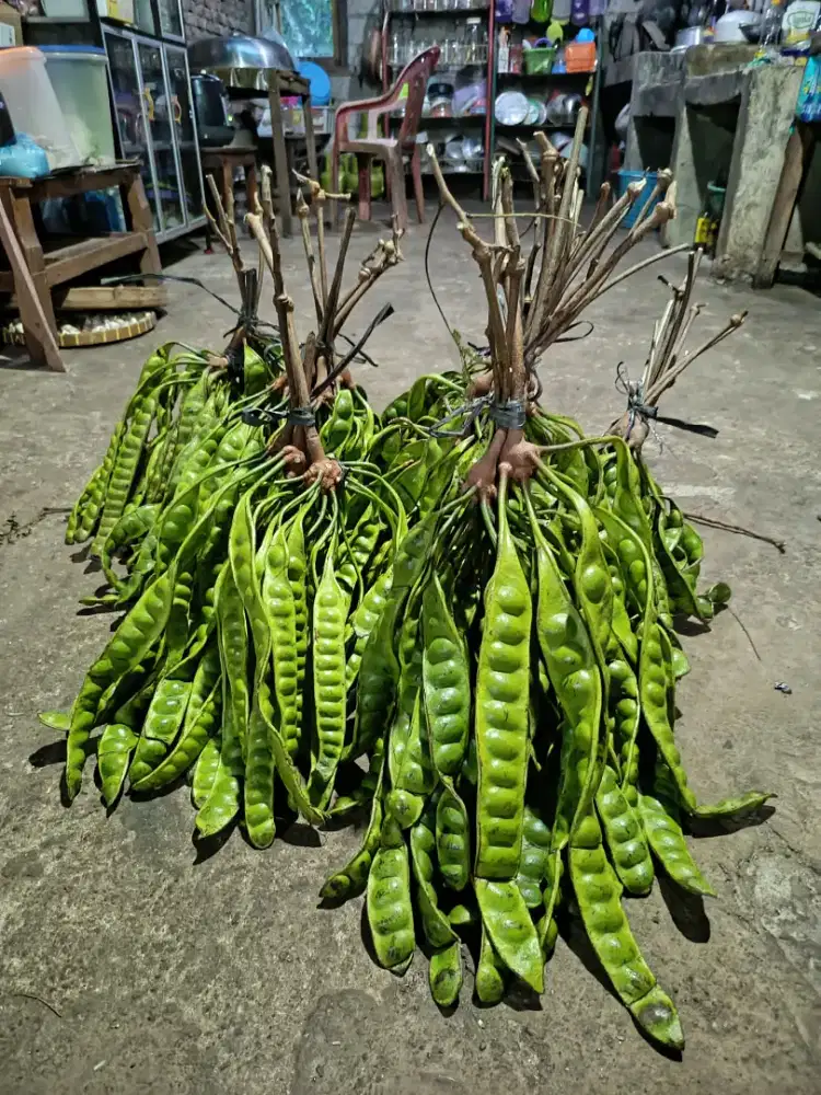 PETE 1 gabung 40 lonjor