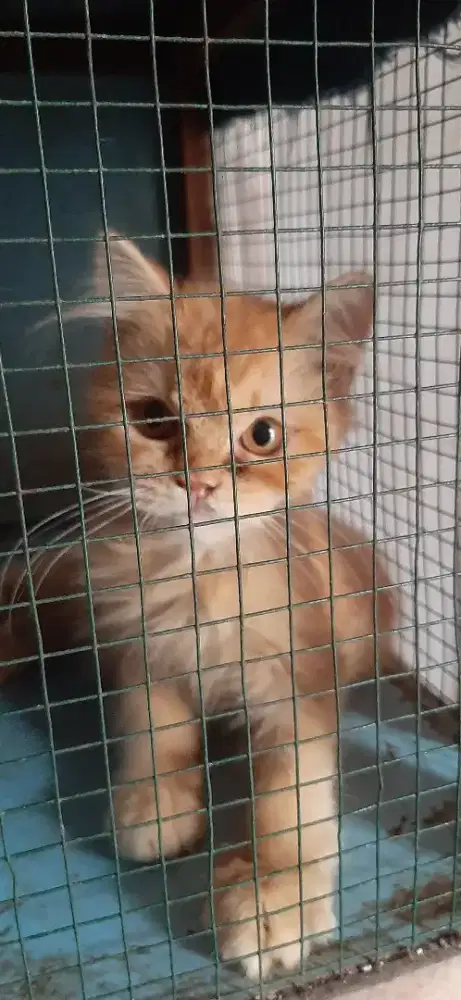 Kitten Jantan 4 bulan