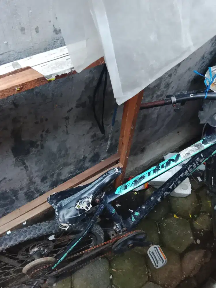 Sepaeda fastron dewasa