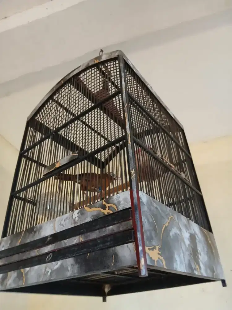 Burung wambi jantan