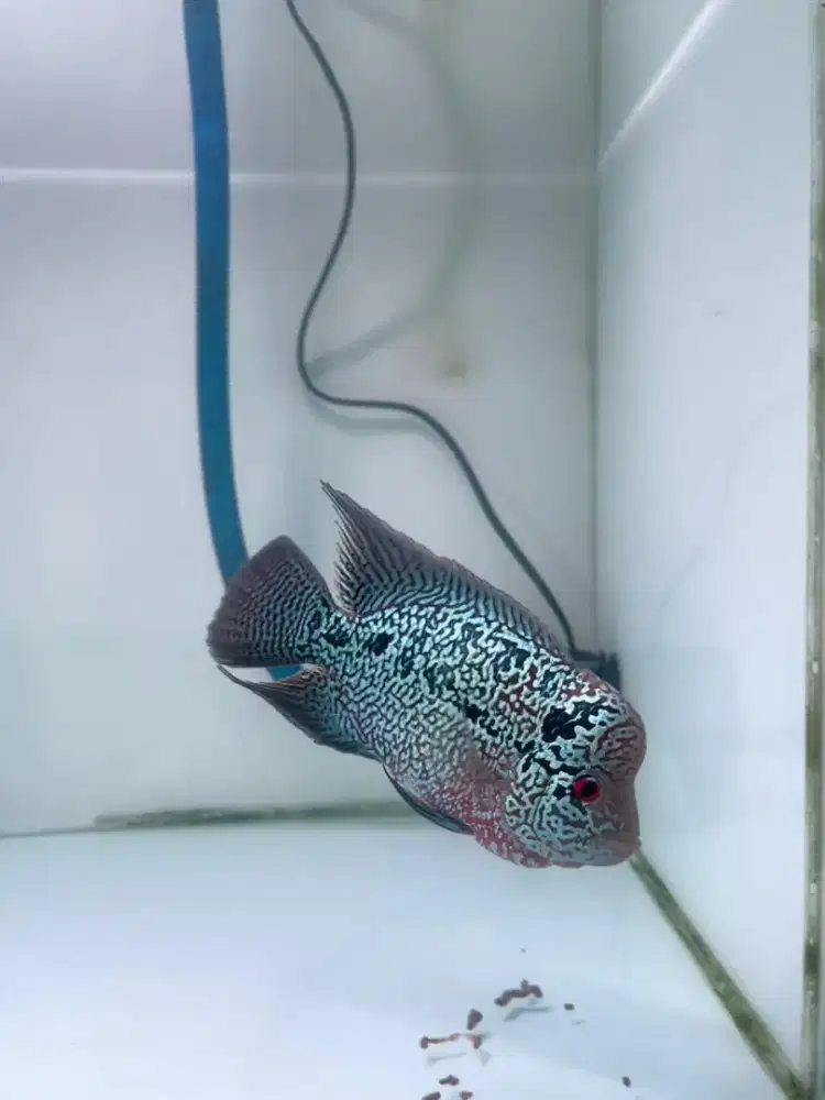 Cencu size 15 -+cm mutiara sampai ke jenong