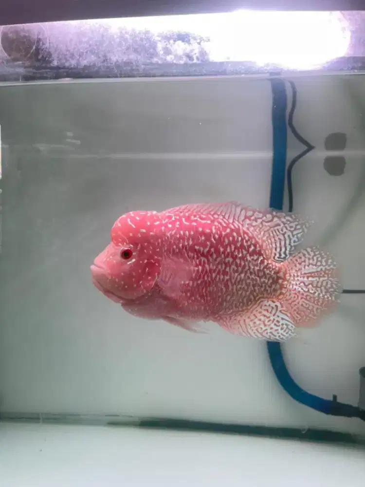 GB cencu merah merona size 17-+ cm