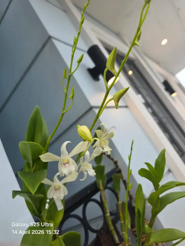 Di butuhkan asisten rumah tangga