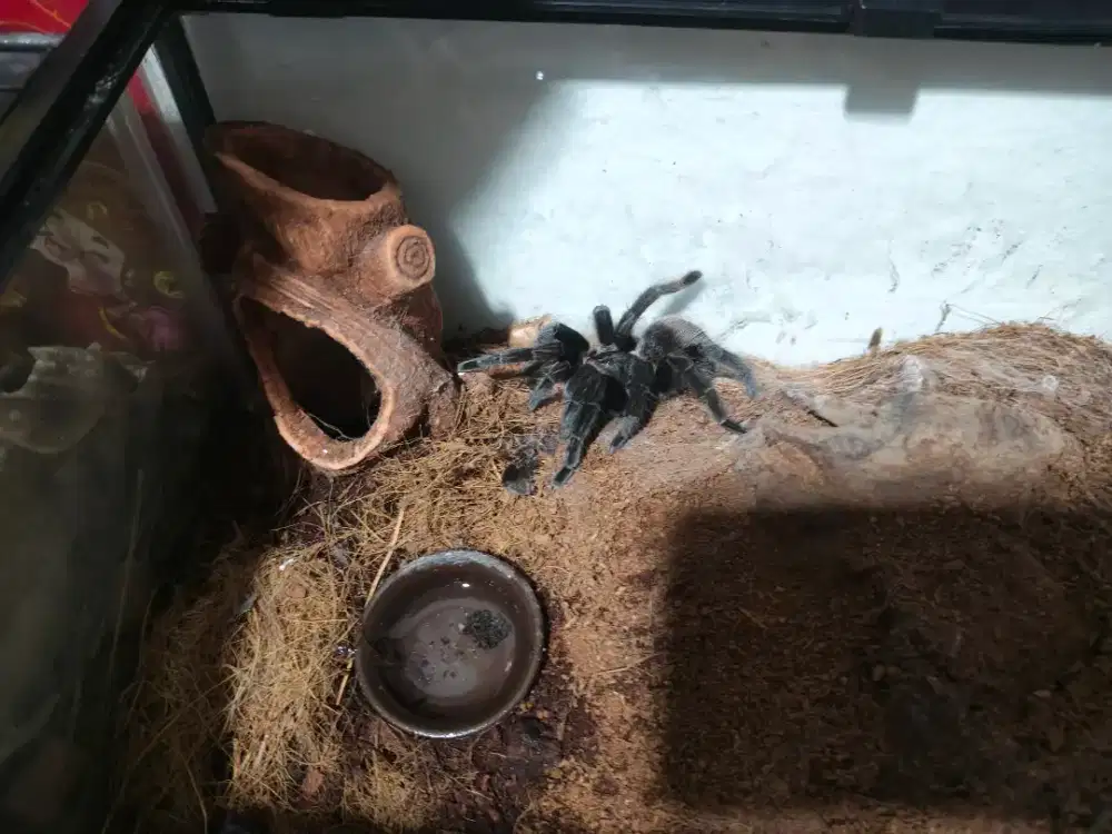 Jual laba laba tantula