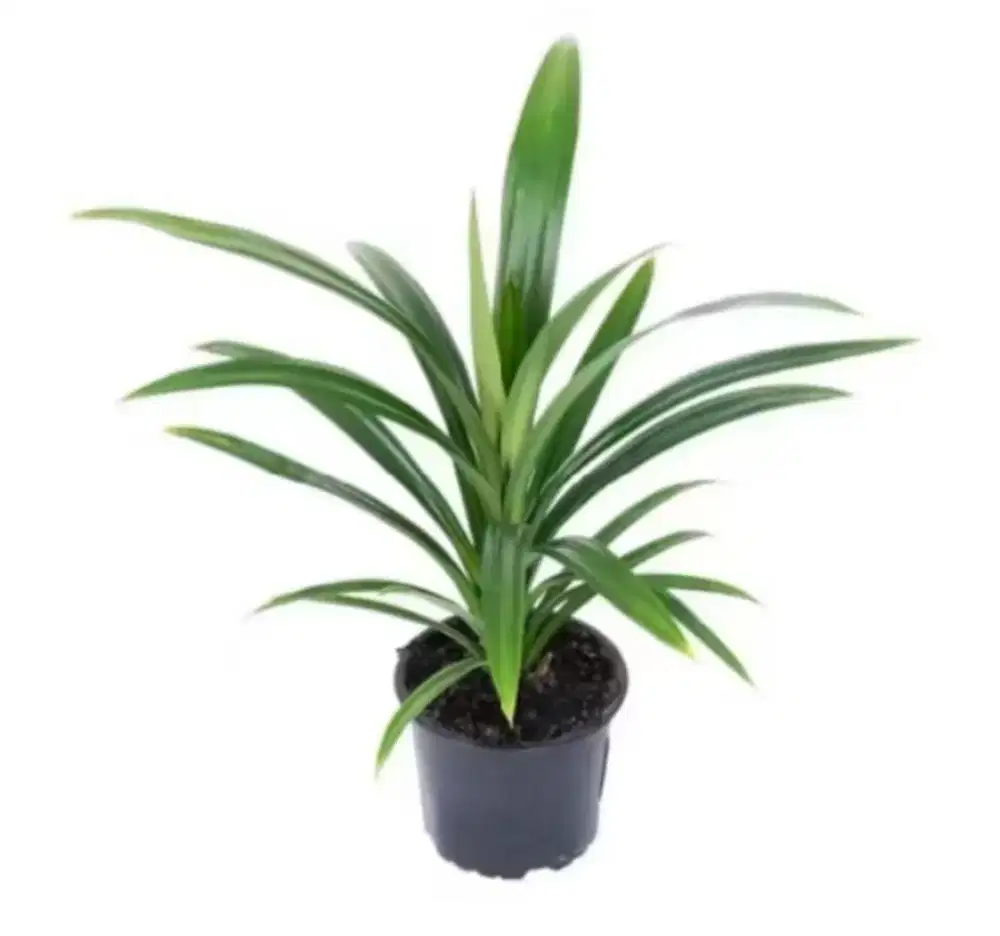 Tanaman daun pandan wangi