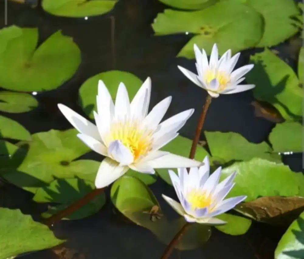 tanaman air .bunga teratai