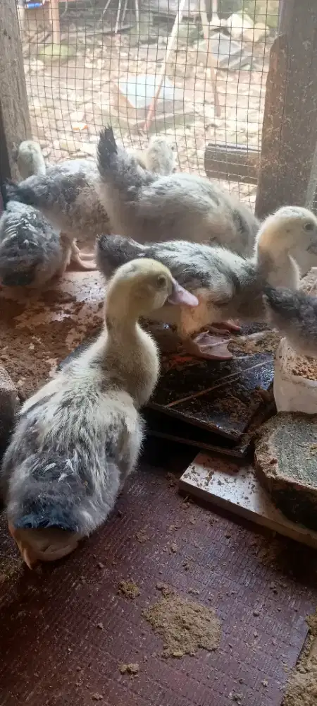 Di jual anakan entok jaligon