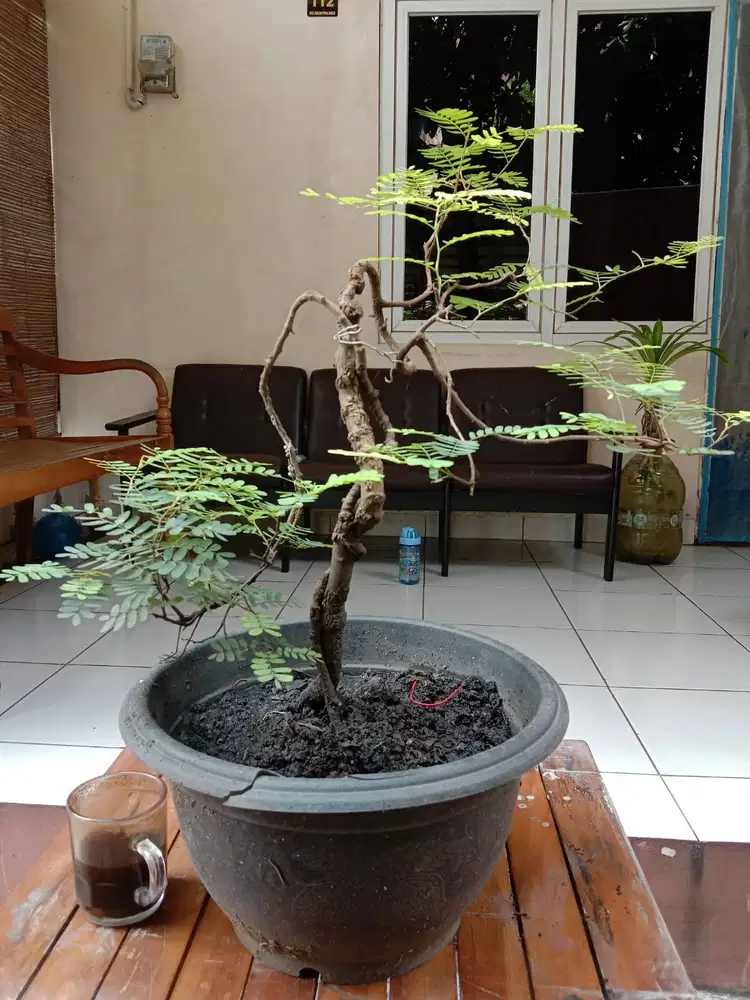 Jual borongan bonsai asem Jawa asli dari biji Rp 2 juta