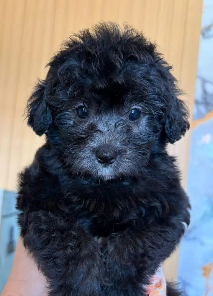 Toy Poodle Silver