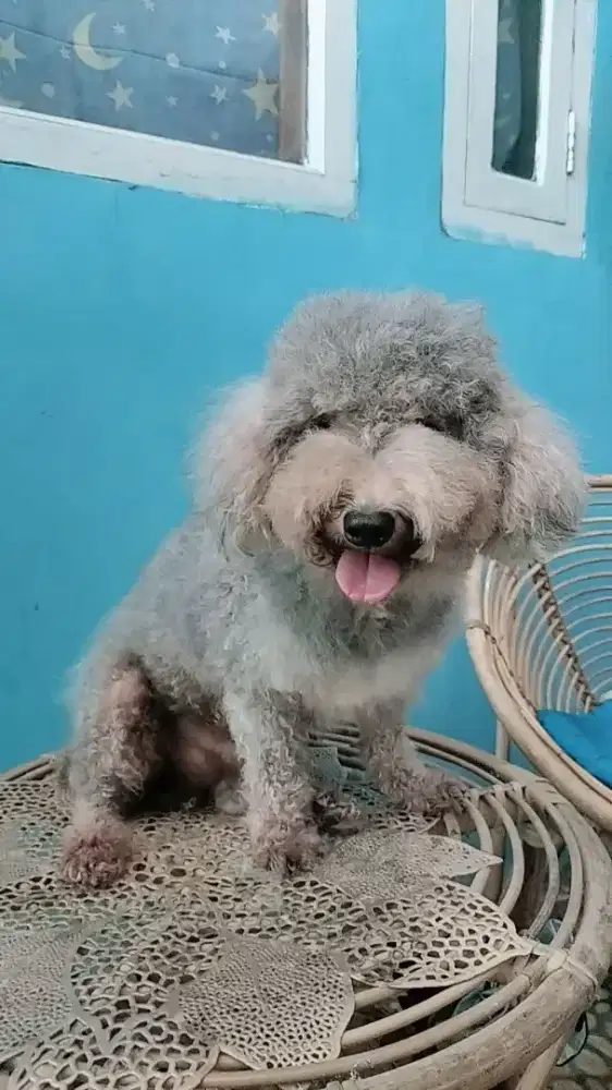 poodlle Silver jantan