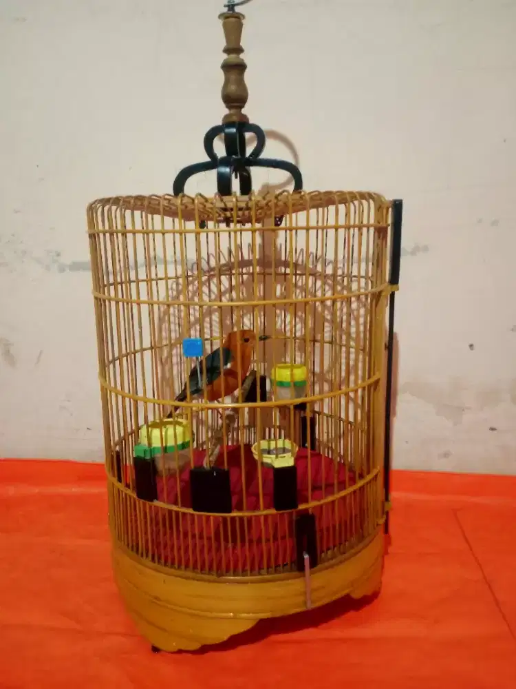 Anis merah jantan bulu baru