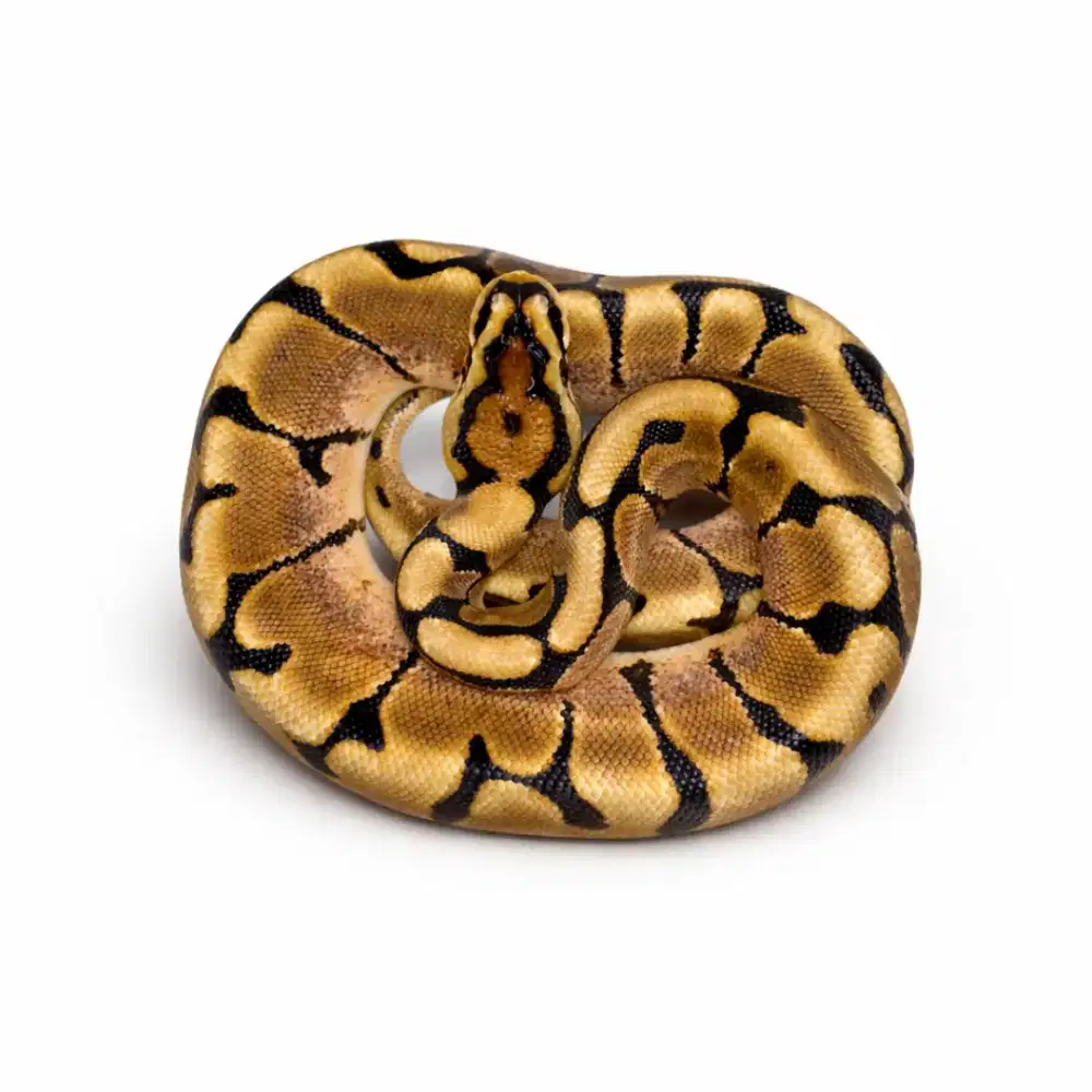 BP Spider poss OD Female