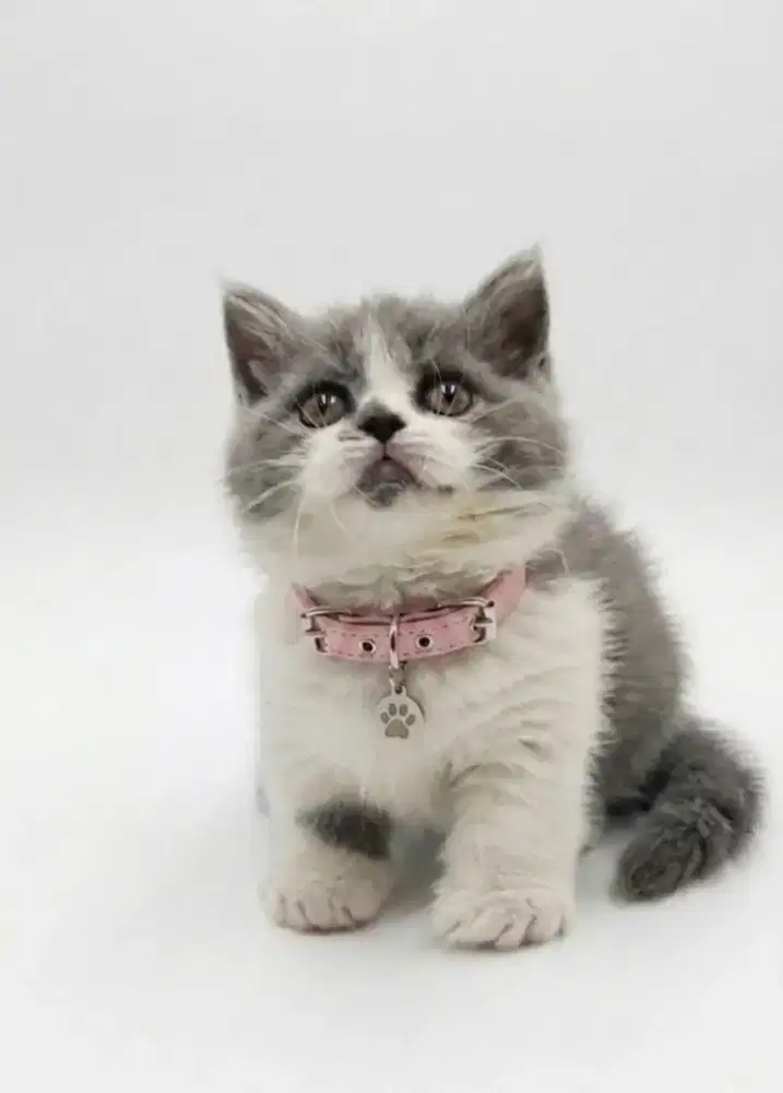 Munchkin BSH Bicolor Blue Betina