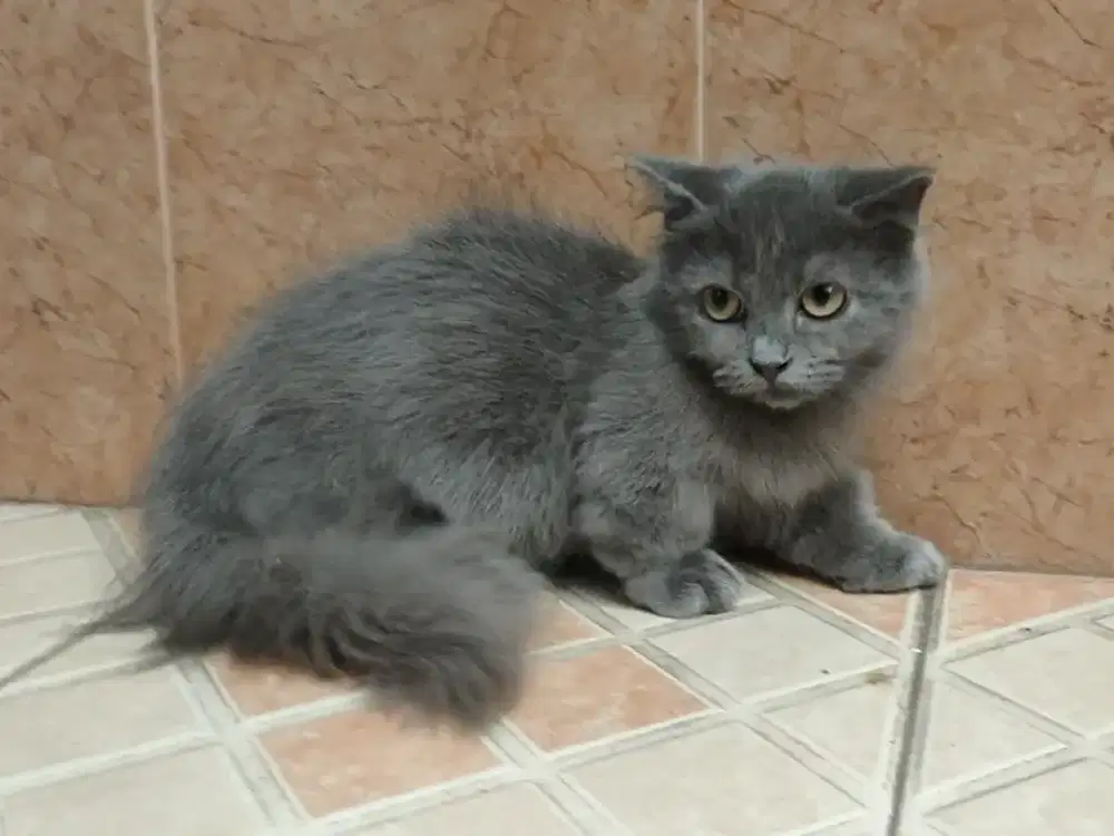 Kitten Munchkin gaelic fold betina