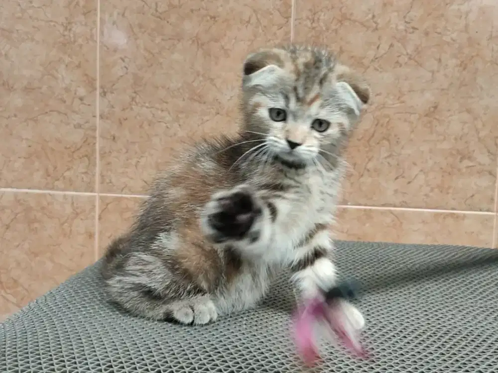 Kitten Scottish fold betina line import