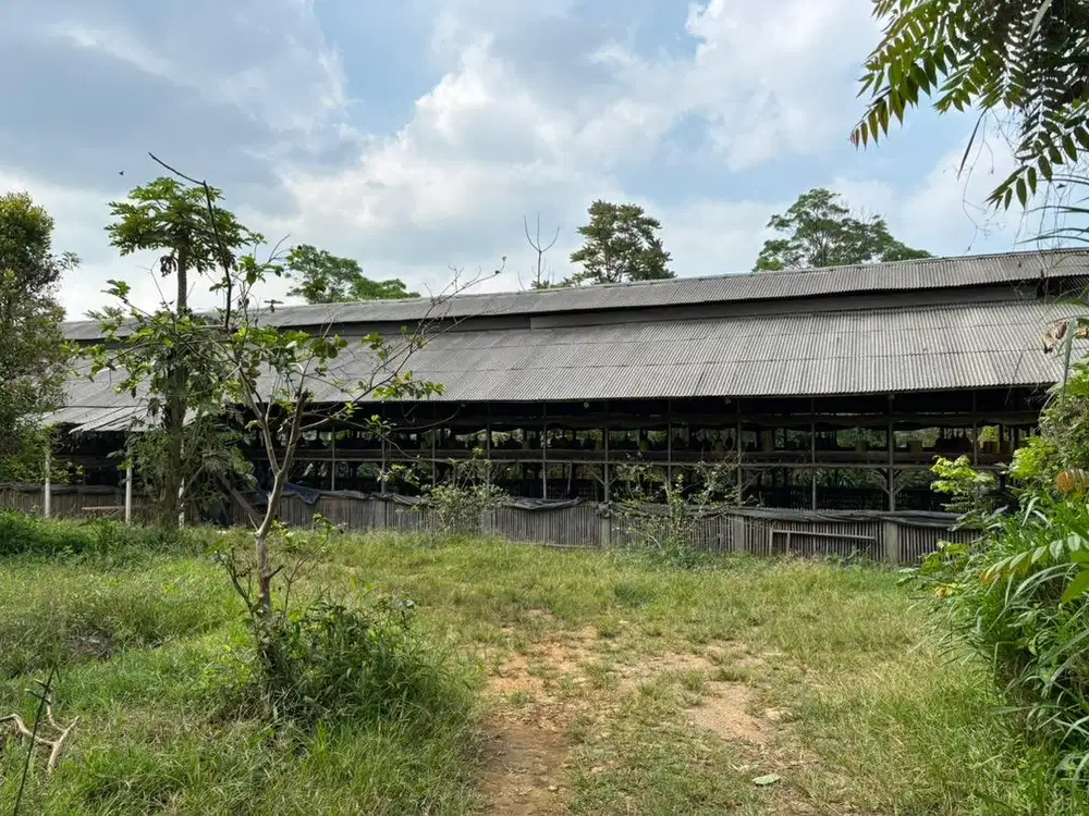 Tanah dan kandang ayam
