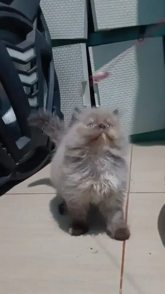 Ready kitten Persia Himalaya