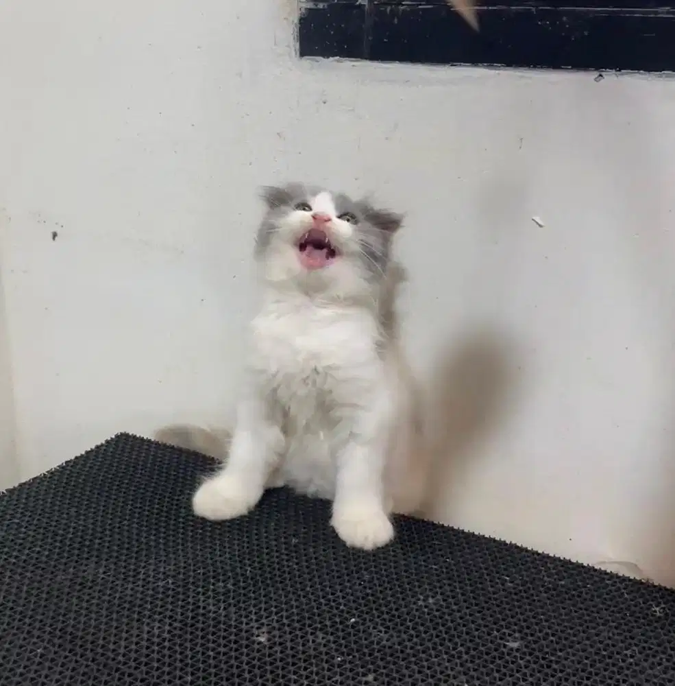 Scottish fold betina