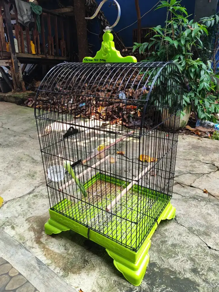 Kandang jalak Beo juga bisa