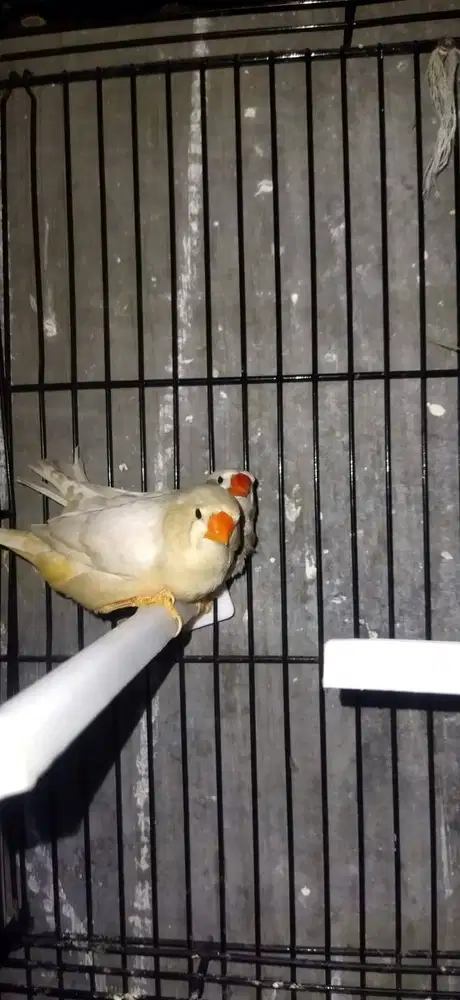 Zebra Finch mutasi