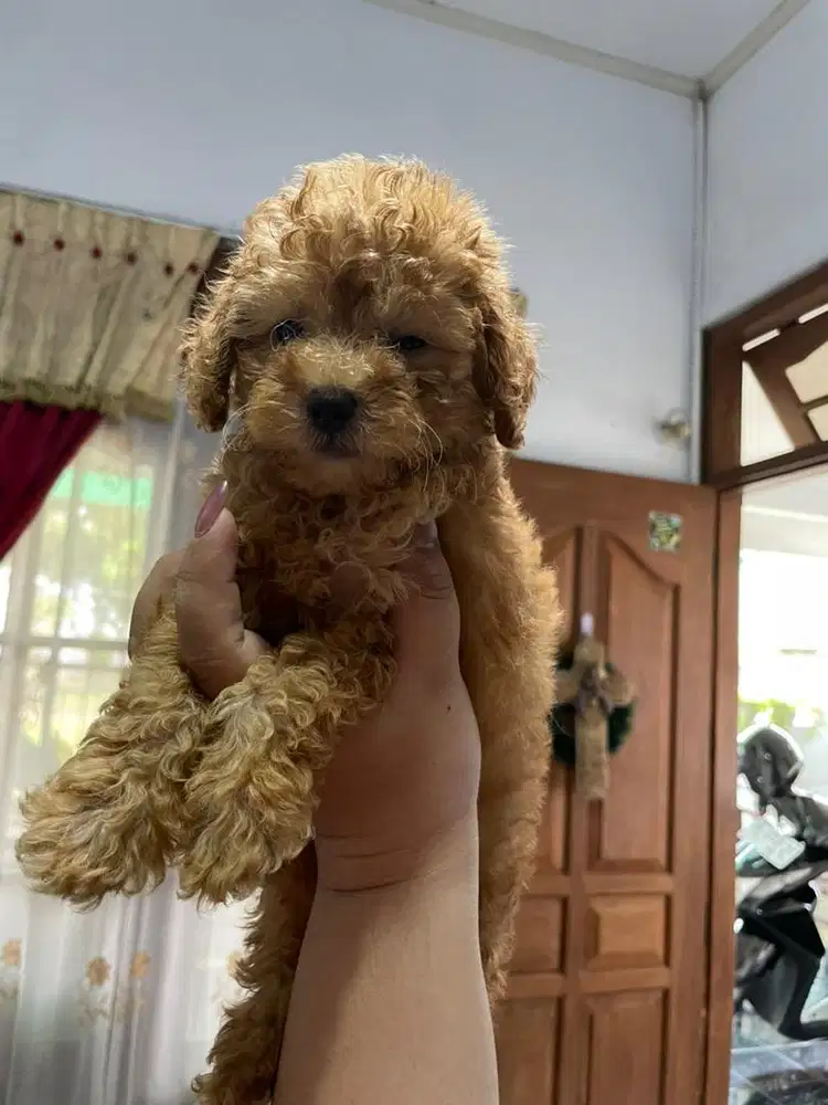 Betina Toy Poodle