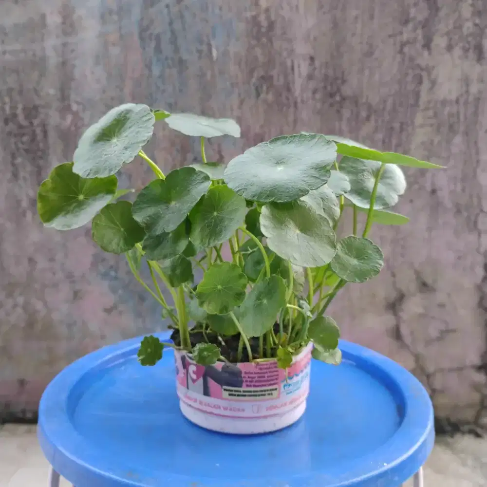 Hydrocotyle Verticillata - Pegagan Air - Aquascape