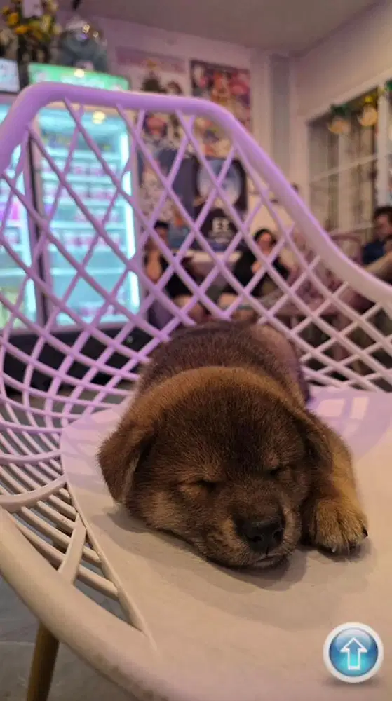 Anakan Shiba Inu (3) - Bloodline Import