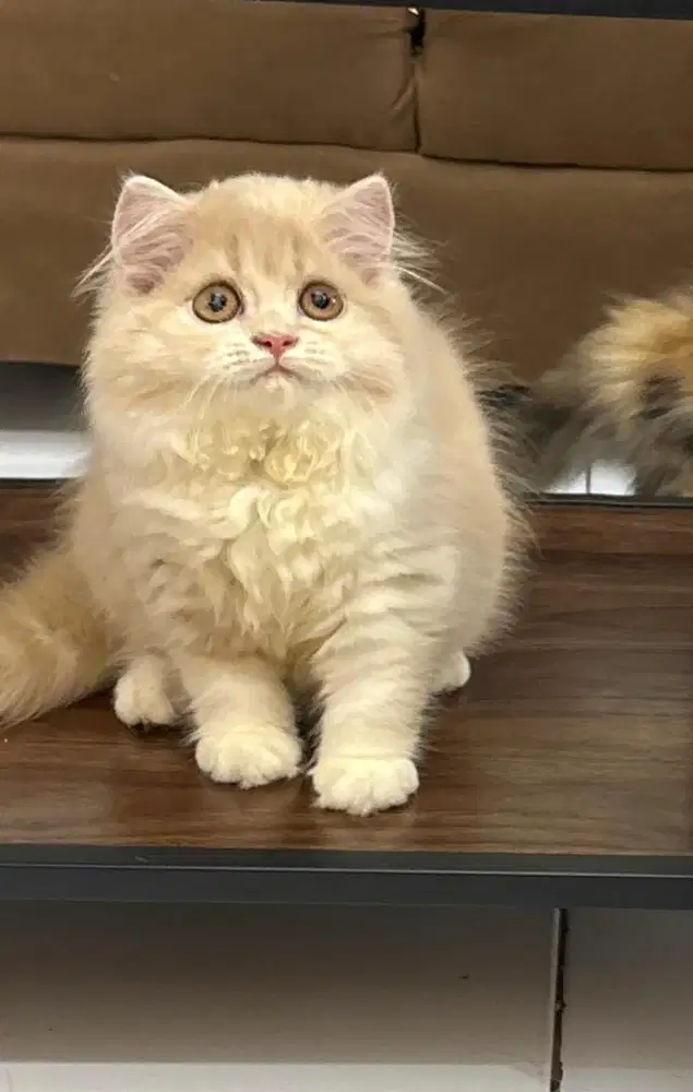 Ns betina jalan 3bln