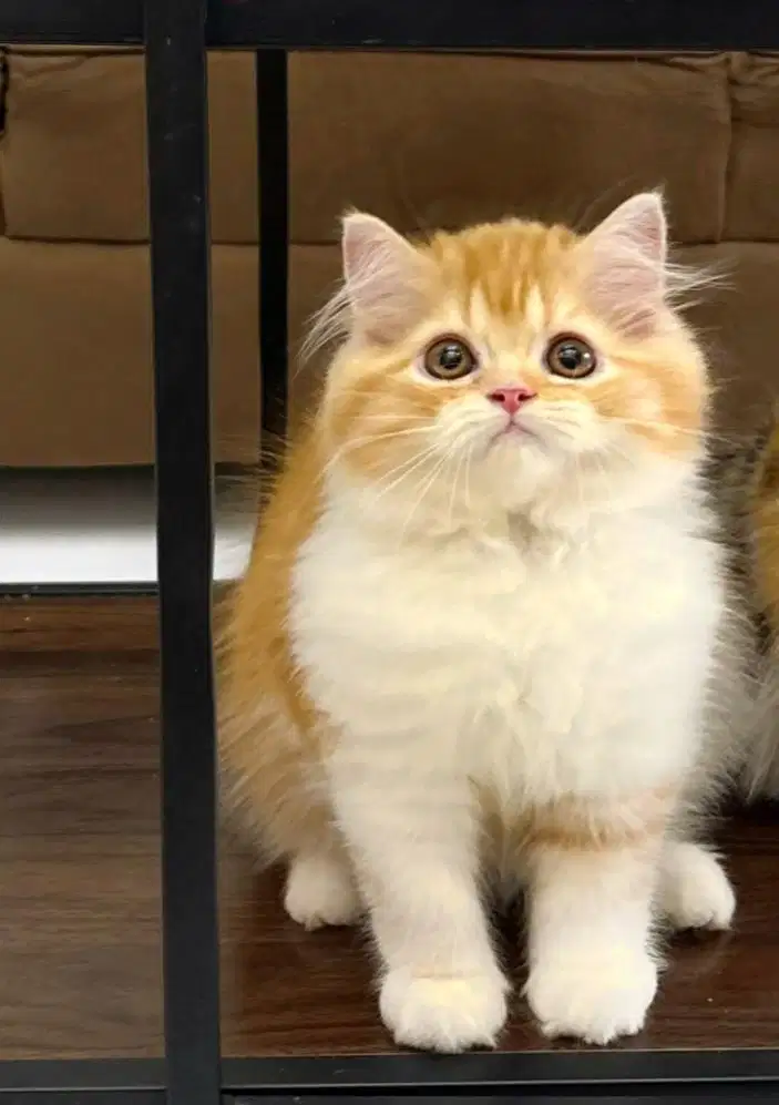 Ns jantan jalan 3bln